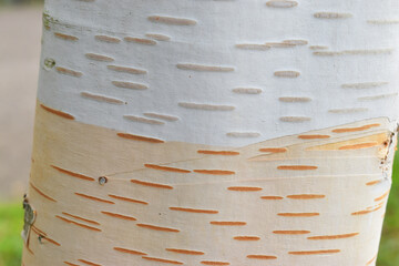 Himalayan birch trunk (Betula utilis var. jaccquemontiithe)