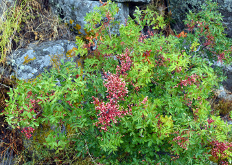 Pistacia terebinthus, also called the terebinth, with fruits