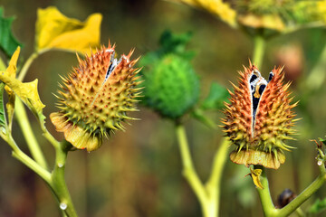 Fruit and seeds of the jimson weed (Datura stramonium), a toxic and hallucinogenic plant