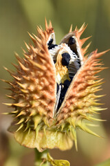 Fruit and seeds of the jimson weed (Datura stramonium), a toxic and hallucinogenic plant