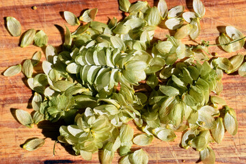 Obraz premium Fruits of hops (Humulus lupulus), a plant used in the manufacture of beer