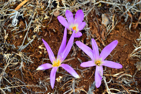 Colchicum montanum (or Merendera montana)  flowers in the summer