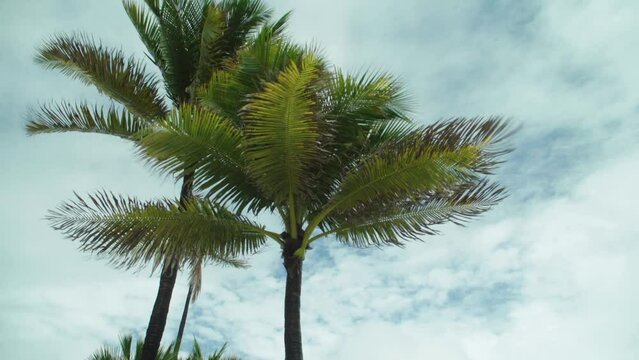 Tropical Storm, Palms on the empty beach on a windy and rainy day.