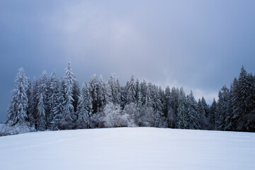 snow-covered forest on top of Tatra mountain Poland