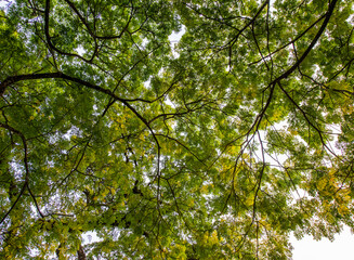 Close up of beautiful tree canopy
