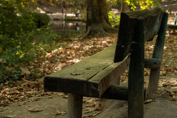 Wooden bench in the fall with dry leaves around and trees, with some green vegetation and some sunlight, warm fall tones. with copyspace.