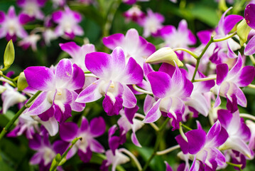 Beautiful purple white orchids, Dendrobium, in full bloom