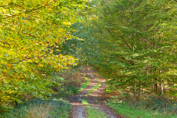Leafy autumn road. Sense of well-being