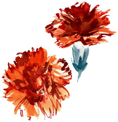 Red watercolor carnation. Hand painted illustration
