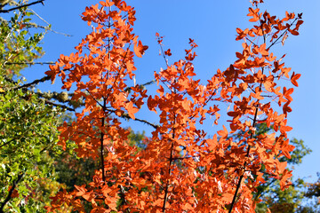 Autumn colored leaves of the Montpellier maple (Acer monspessulanum)