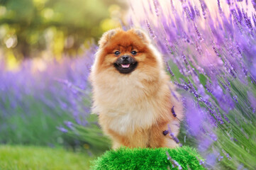 Pretty red spitz in the lavender garden