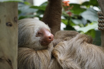 beautiful sloth in costa rica