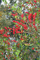 Fruits of the Holly (Ilex aquifolium) in the fall