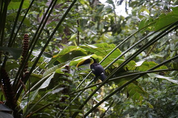 Beautiful and elusive toucan in the wild in Costa Rica