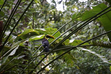 Beautiful and elusive toucan in the wild in Costa Rica