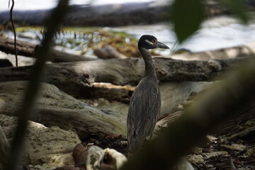 Birds of Costa Rica in Tortuguero