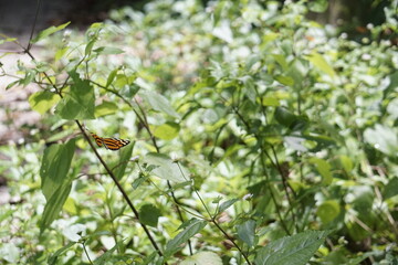 beautiful butterflies pollinating in costa rica