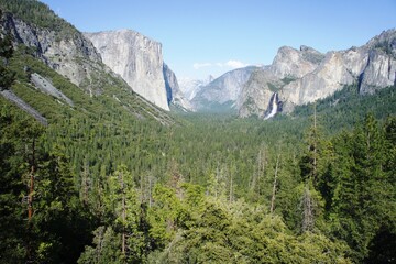 Fototapeta na wymiar Forest with pine, fir, cedar, sequoia trees and mountains in national park Yosemite. 