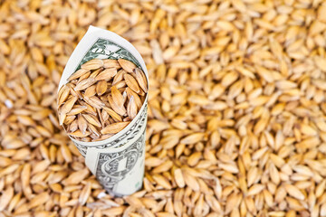 A rolled up dollar bill with barley grains sprinkled into it
