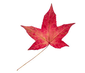 Autumn maple leaf bright on white background.