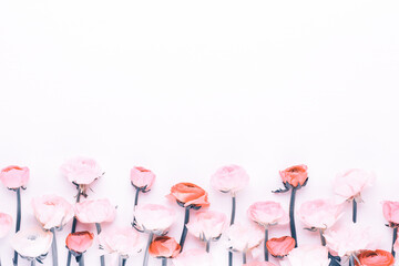 Beautiful colored ranunculus flowers on a white background.