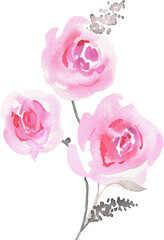 Pink watercolor roses. Hand painted illustration