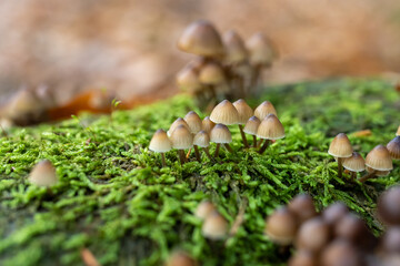 White Mushroom, Fungi in Wood Bonnet Fungi in Wood.