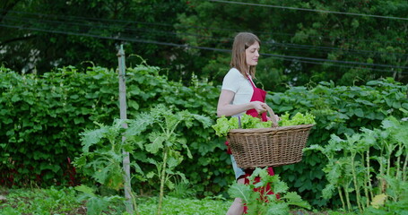 Young woman carrying basket with organic lettuces at community urban garden. Person picking food city farm. Female farmer walking outdoors with traffic bus passing by in background