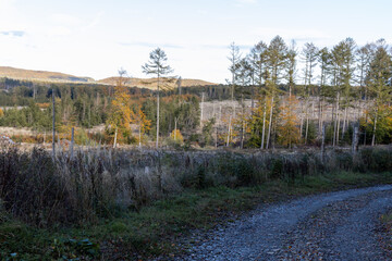 Catastrophic forest dying in Germany. Reason is climate change, dryness and immense reproduction of the bark beetles.