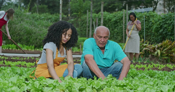 Group Of People Farming At Community Garden Plantation. South American Farmers Cultivating Organic Food At Local Urban Farm. Diversity And Sustainability Concept