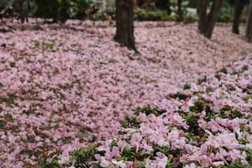 Fototapeta premium Fallen pink tecona flowers on the ground.