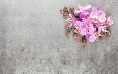 Fototapeta na wymiar Pink orchid theme objects on pastel background.