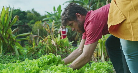 One young male farmer plucking organic lettuce. Man urban farmer picks food from local farm