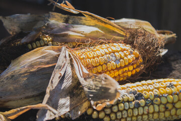 corn cobs infected with mold