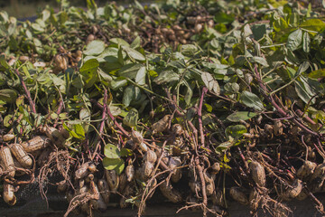 the tops of peanuts failed to grow
