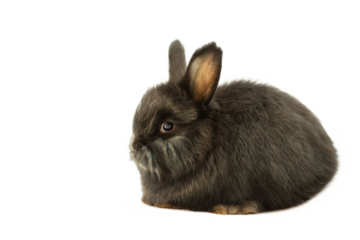 Charming fluffy rabbit of the Angora breed, gray with black colors, on a transparent background, in PNG format, shooting in the studio.