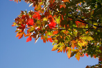 Ahorn (Acer ), buntes Herbstlaub an einem Baum, Deutschland