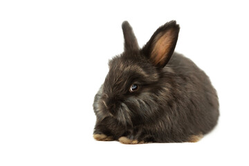 Charming fluffy rabbit of the Angora breed, gray with black colors, on a transparent background, in PNG format, shooting in the studio.