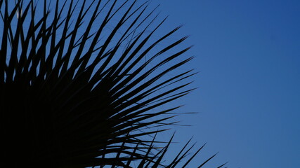 Obraz premium palm tree and sky