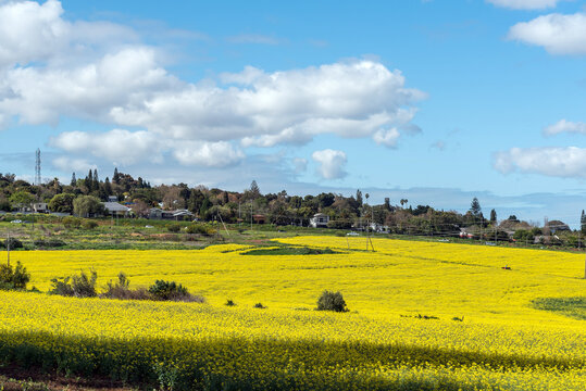 Canola fields on the outskirts of Durbanville