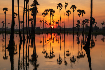 sugar palm and sunrise
