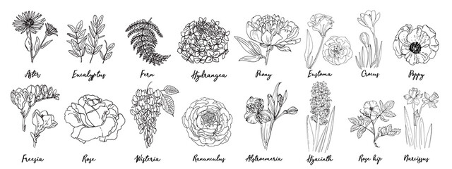 Flowers vector line drawing. Drawn by a black line on a white background. Buttercup, freesia, peony, poppy, fern