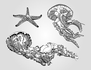 Hand-drawn jellyfish and starfish. Vector illustration. Marine collection.