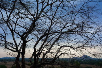 Obraz na płótnie Canvas Silhouette of tree branches for background