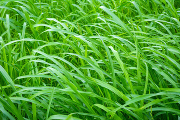 Close up of fresh grass in the early morning