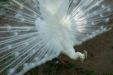 Obraz premium white peacock with feathers out
