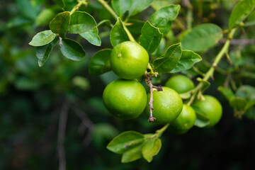Fresh green lemon limes on tree in organic garden