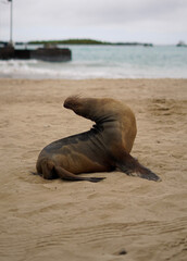 sea lion on the beach Galapagos