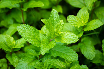 Fresh mint leaves from a mint field