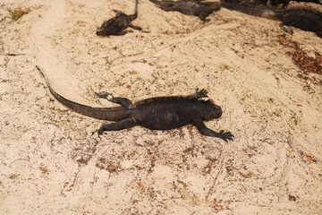 Marine iguanas in Galapagos